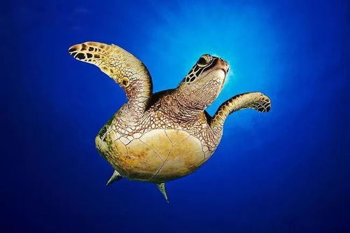 珍惜海洋資源，守護生命之藍——寫在6.8世界海洋日暨全國海洋宣傳日