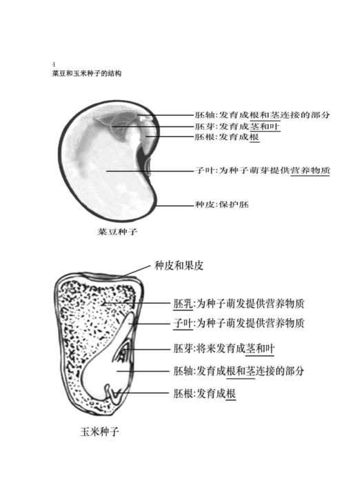 2023年中考生物復習專題 初中生物識圖題常用結構示意圖